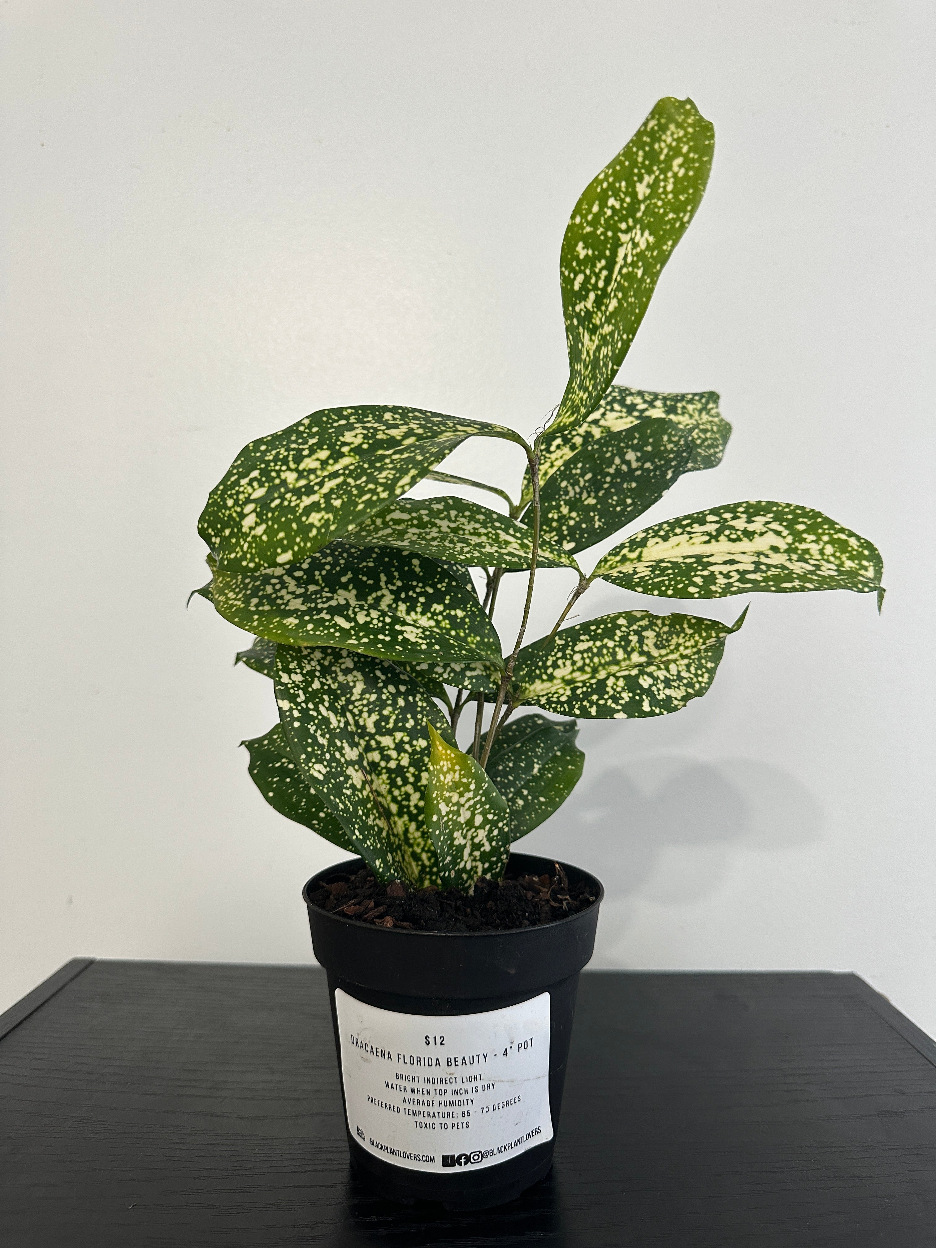 dracaena godseffiana toxic Dracaena Florida Beauty (a) – Black Plant Lovers