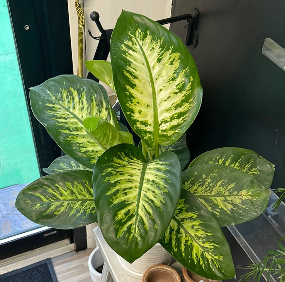 Shop Hours 1/24 - 1/30 & Plants Are Back Online!