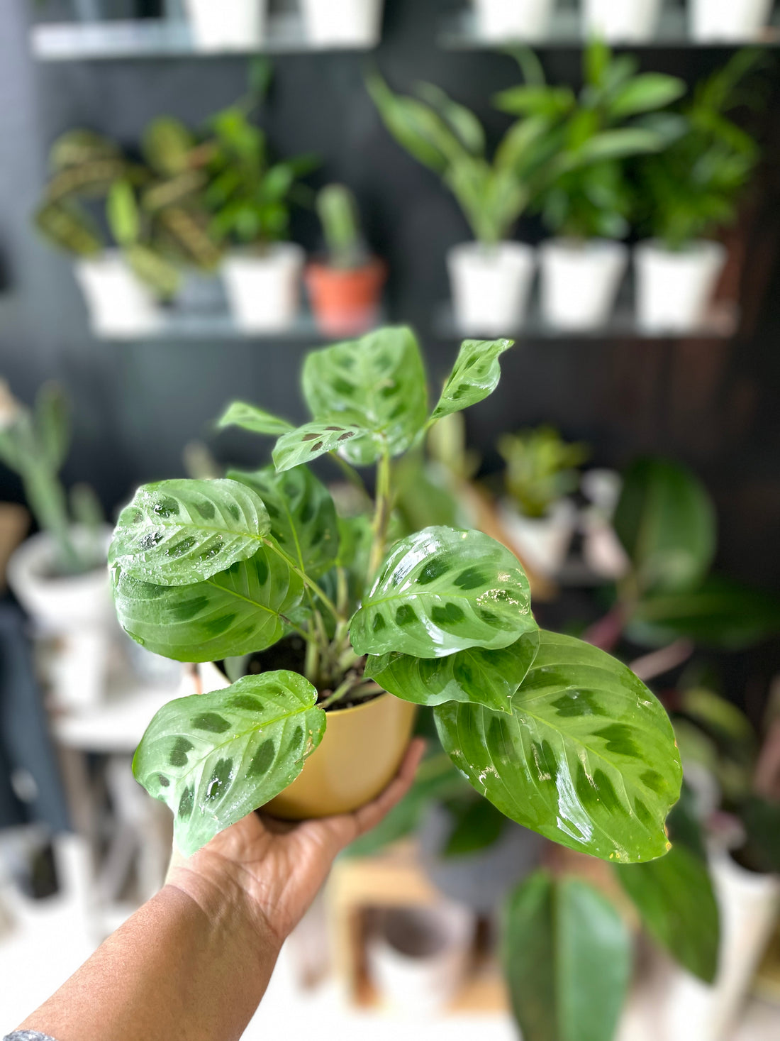 NEW Shop Hours 3/20 - 3/26