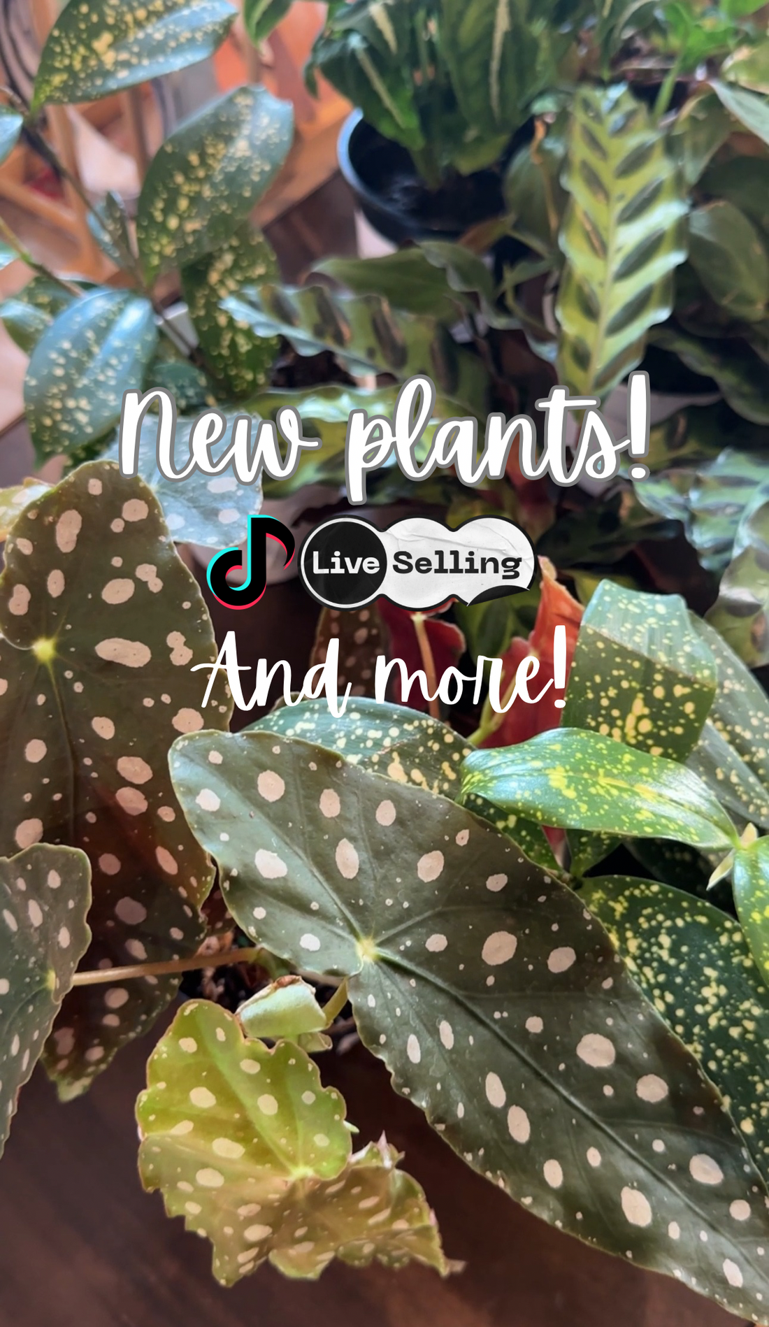 Live Selling on Tiktok