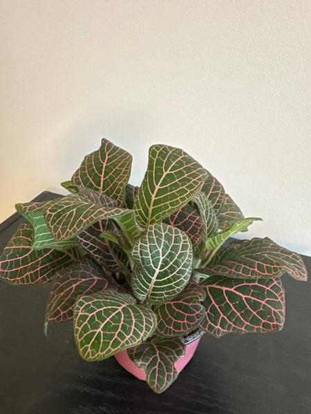 Fittonia Nerve Plant (b)
