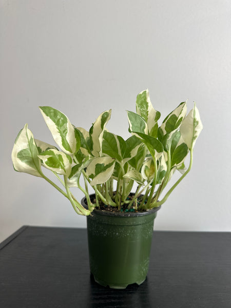 Pearls and Jade Pothos (f)