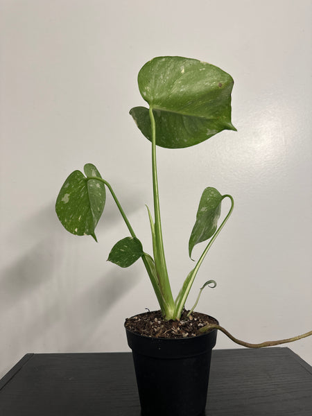 4" Monstera Thai Constellation' (c)