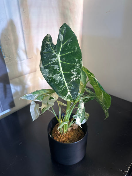 4" Variegated Alocasia 'Frydek' (b)