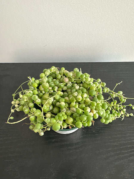 Variegated String of Pearls (b)