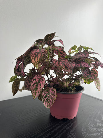 Polka Dot Plant (Pink Splash)