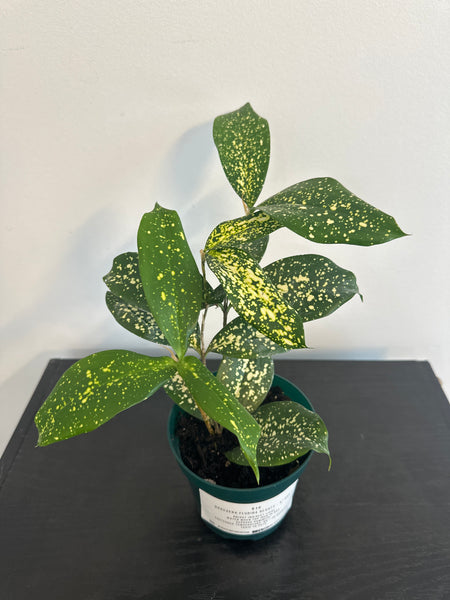 4" Dracaena Florida Beauty (b)