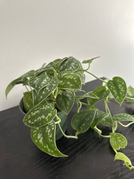 Scindapsus Pictus {Satin Pothos} (b)