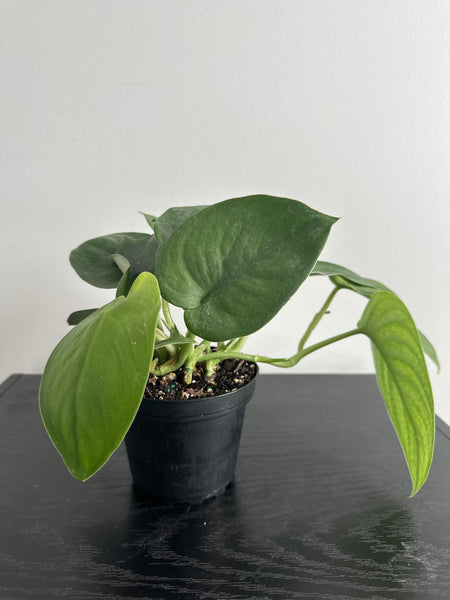 4" Scindapsus 'Jade Satin' (a)