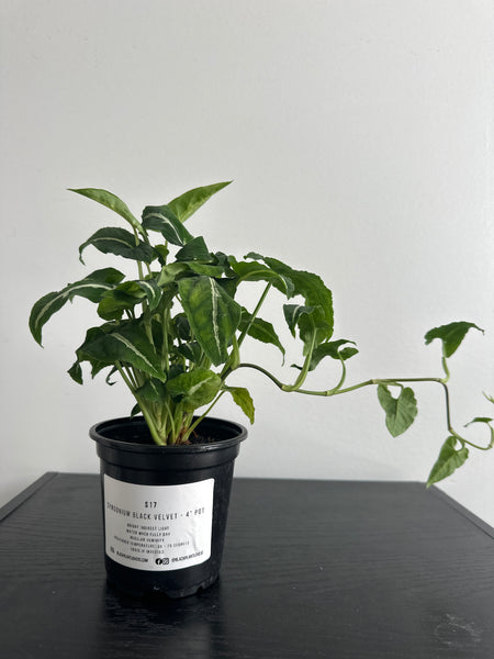 Syngonium Black Velvet