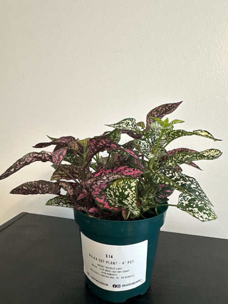 Polka Dot Plant (c)