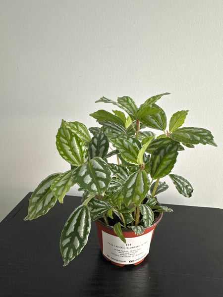Pilea Cardieri (Aluminum) Plant