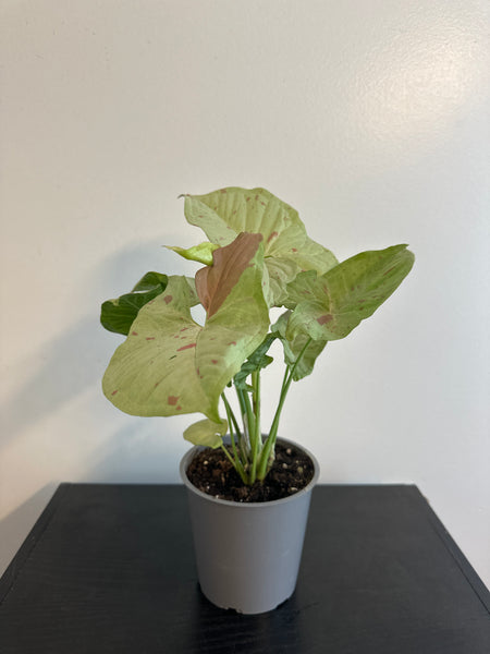 Syngonium 'Confetti' Arrowhead (b)