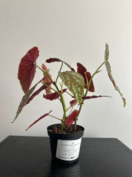 4" Polka Dot Begonia Maculata (c)