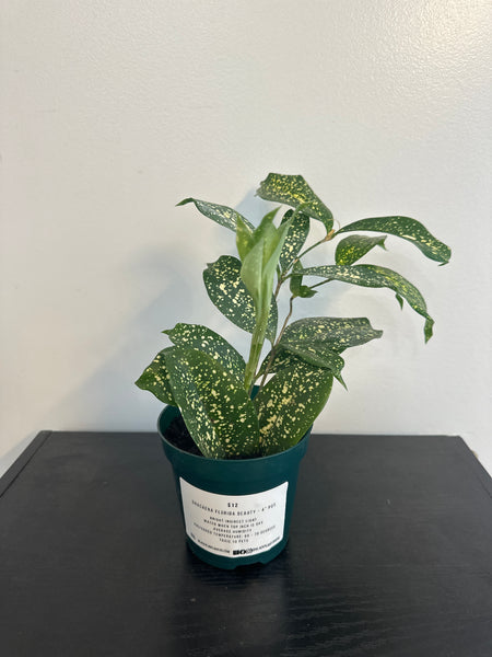 4" Dracaena Florida Beauty(a)