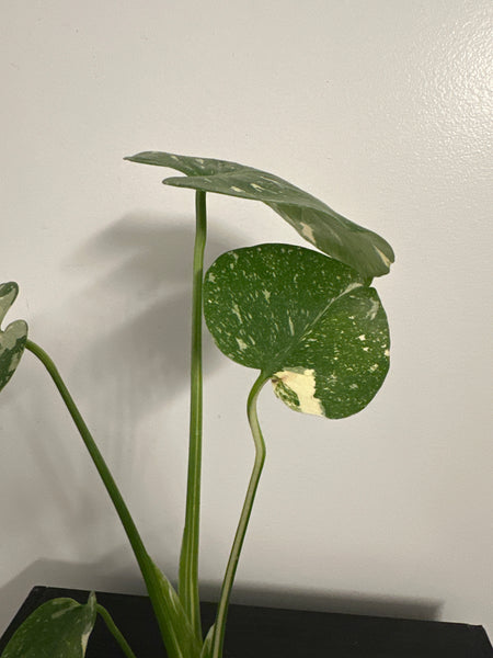 4" Monstera Thai Constellation' (b)