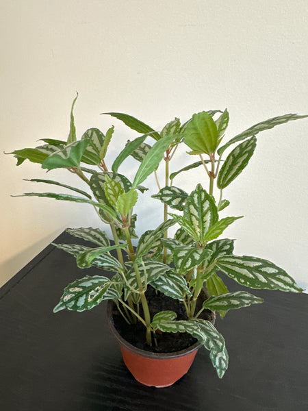 Pilea Cardieri (Aluminum) Plant (b)