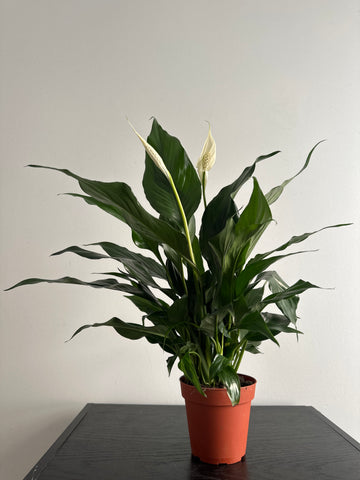 Peace Lily (a)