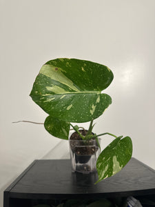 4" Monstera Thai Constellation' (c)