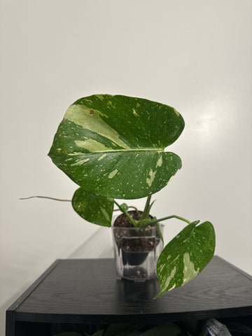 4" Monstera Thai Constellation' (c)