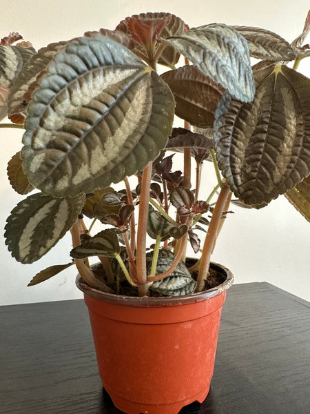 Pilea Spruceana “Friendship” Plant (a)