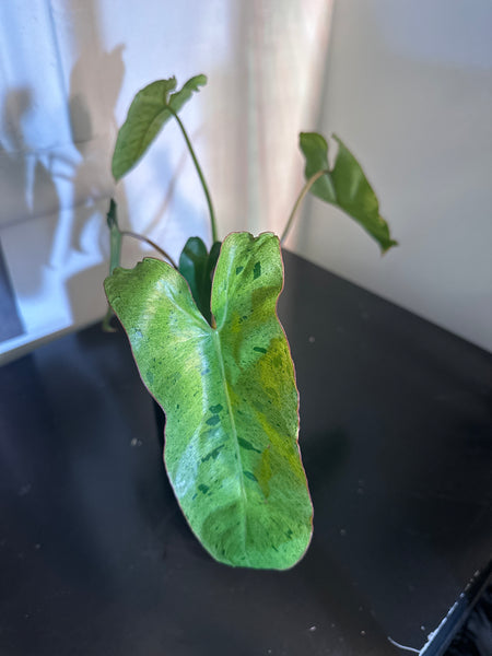 4" Philodendron ‘Paraiso Verde’ (b)