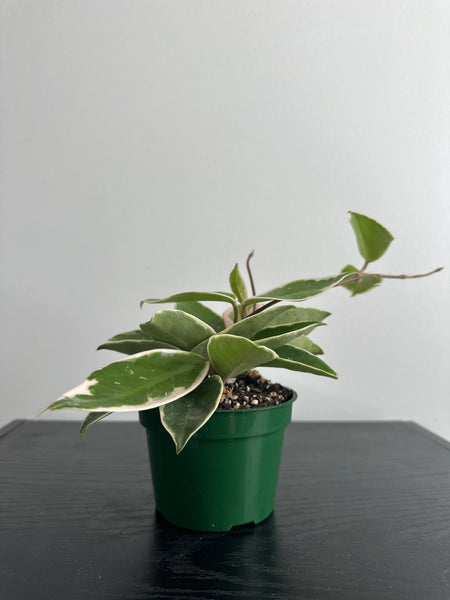 4" Hoya 'Krimson Queen' (a)