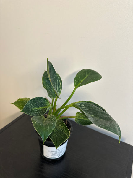 Philodendron Birkin (b)