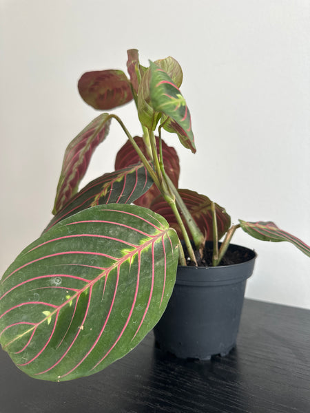 Red Maranta Plant (c)