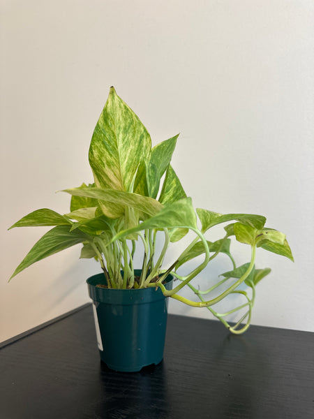 Pothos Neon Queen (c)