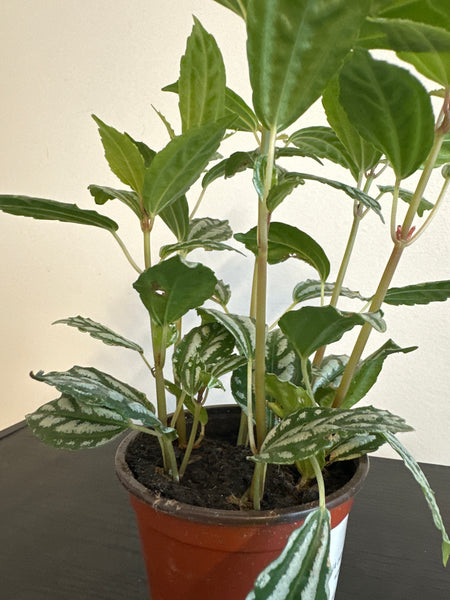 Pilea Cardieri (Aluminum) Plant (b)