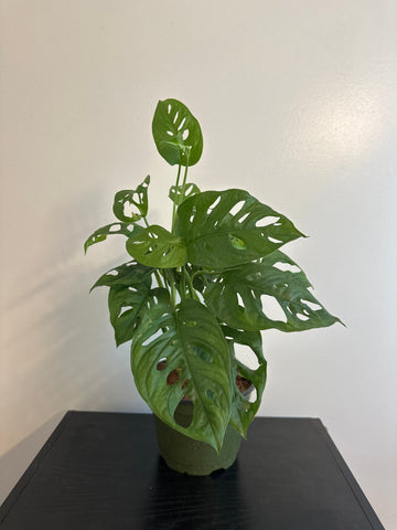 6” Monstera Adansonii (b)