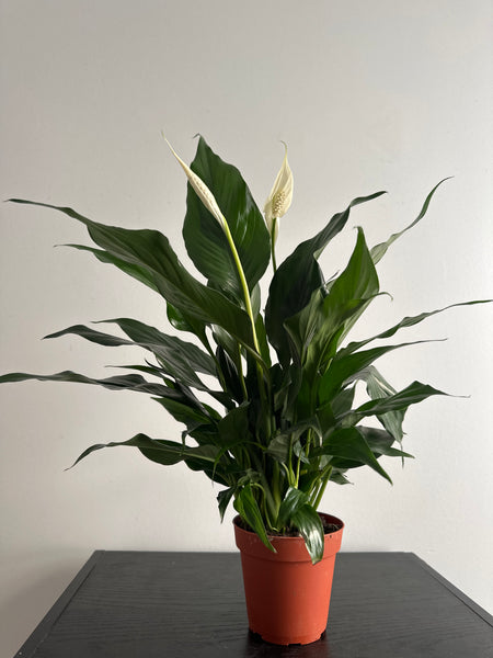 Peace Lily (a)