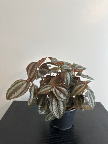 Pilea Spruceana “Friendship” Plant (b)