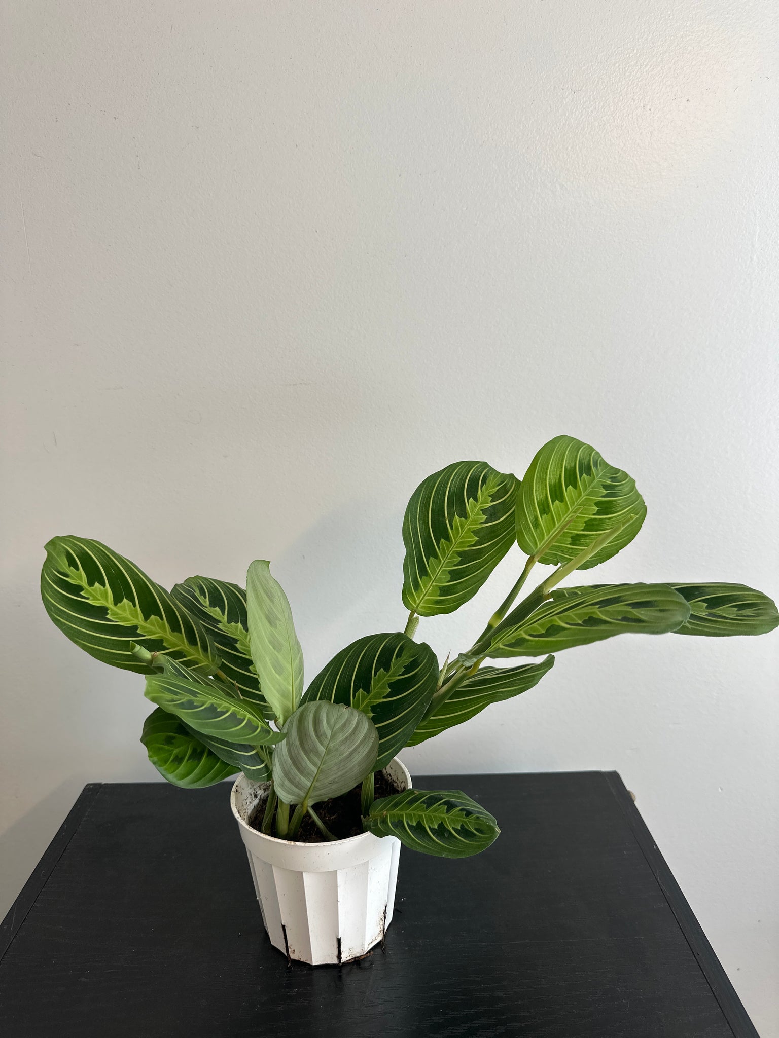 Lemon Lime Maranta Plant (a)