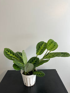 Lemon Lime Maranta Plant (a)