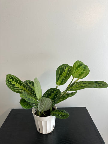 Lemon Lime Maranta Plant (a)