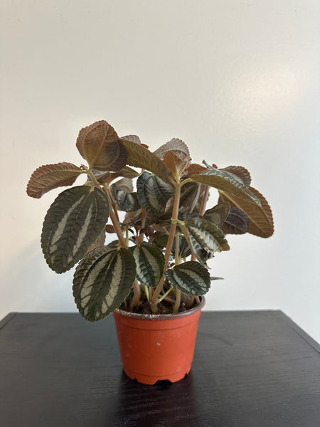 Pilea Spruceana “Friendship” Plant (a)