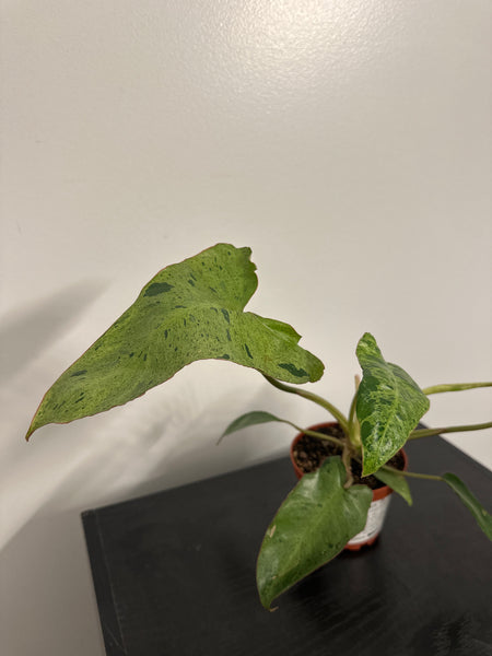 4" Philodendron ‘Paraiso Verde’ (d