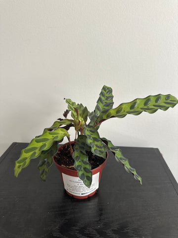 4" Calathea Lancifolia 'Rattlesnake' (d)