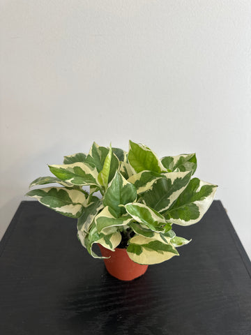 Pothos N’Joy (a)