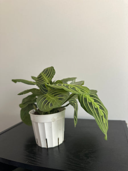 Lemon Lime Maranta Plant (c)