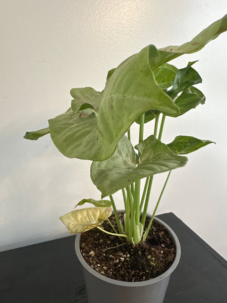 Syngonium 'Confetti' Arrowhead (c)