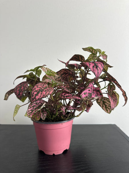 Polka Dot Plant (Pink Splash)