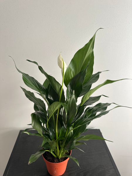 Peace Lily (a)