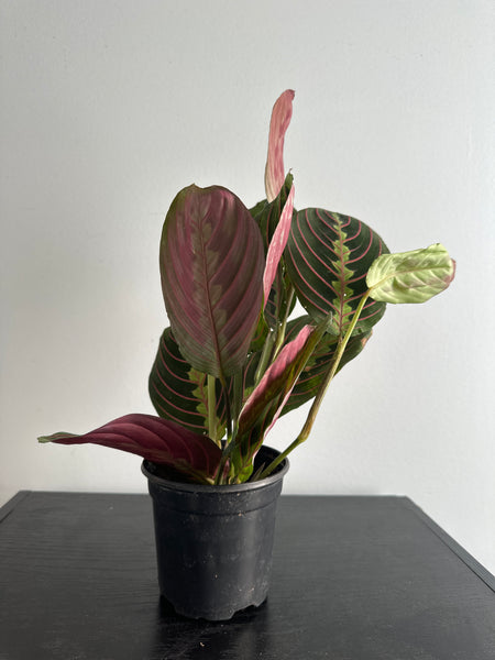 Red Maranta Plant (a)