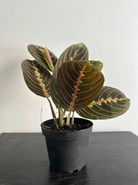 Red Maranta Plant (b)