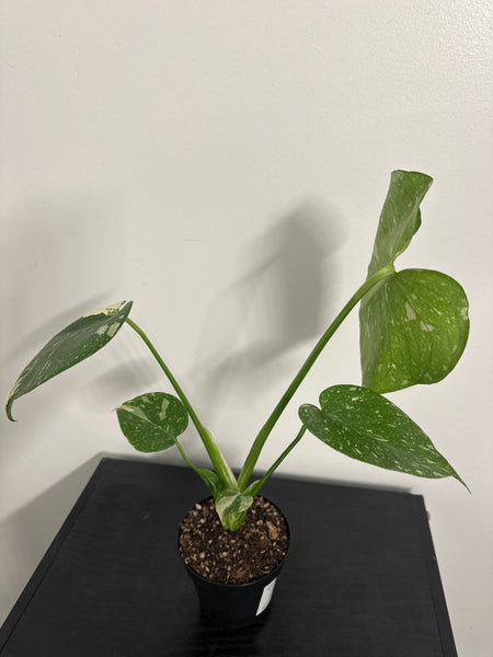4" Monstera Thai Constellation' (a)