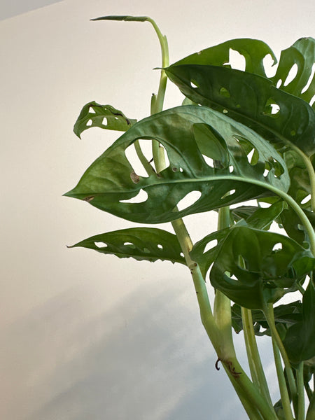 6” Monstera Adansonii (a)