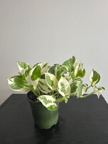 Pearls and Jade Pothos (g